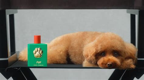 Dolce & Gabbana launches dog perfume named after founder's .